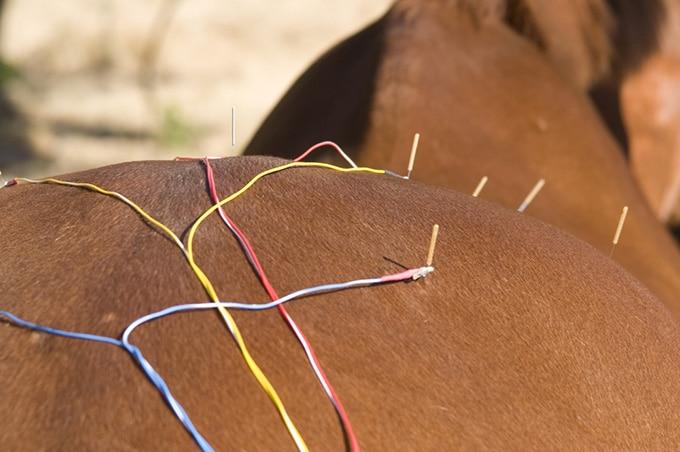 Agujas acupuntura en caballo