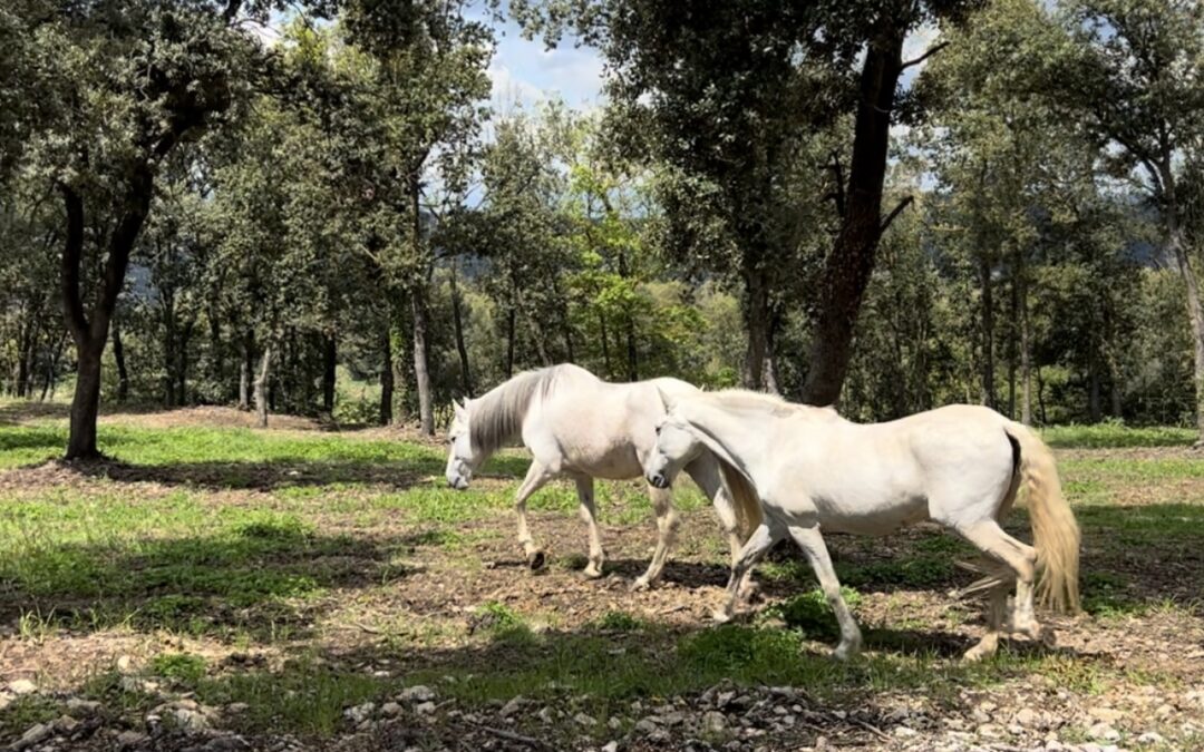 Noves incorporacions a Serracarbassa: Campanilla i Fènix